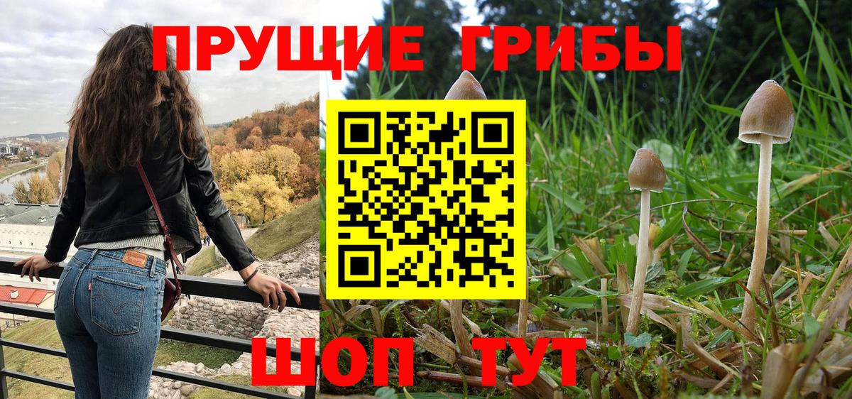 Псилоцибиновые грибы Psilocybe  Сланцы  Псилоцибиновые грибы Psilocybe 